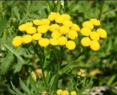 Пижма - Tanacetum. Флора Ульяновской области.