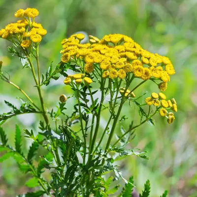 Фотокаталог растений: Пижма обыкновенная (Tanacetum vulgare)