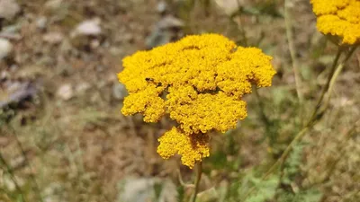 Общее Vulgare Tanacetum пижмы Стоковое Фото - изображение насчитывающей  семена, это: 79007972