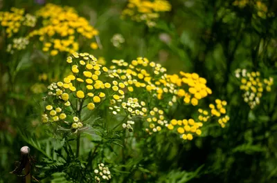 Пижма Цветок Крупным Планом На Размытом Фоне. Пижма, Латиноамериканская  Tanacetum - Род Многолетних Травянистых Растений И Кустарников Семейства  Сложноцветных. Фотография, картинки, изображения и сток-фотография без  роялти. Image 60882307