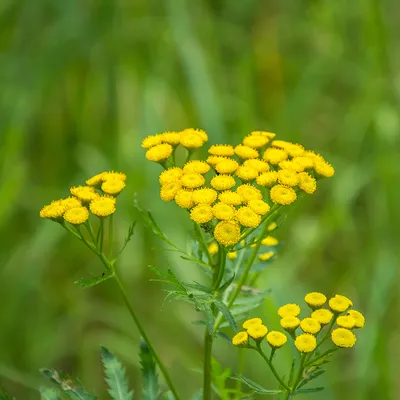 Tanacetum Vulgare Пижма Цветок - Бесплатное фото на Pixabay - Pixabay