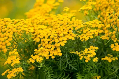 Пижма обыкновенная (Tanacetum Vulgare)