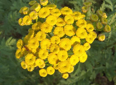 Пижма обыкновенная (Tanacetum vulgare L.)