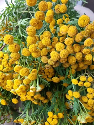 Пижма девичья (Tanacetum Parthenium)