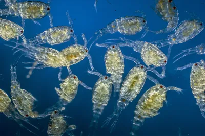 Plankton: Kleinstlebewesen aus dem Meer - [GEOLINO]