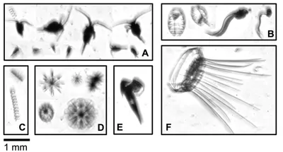 Superheld Plankton - scinexx.de