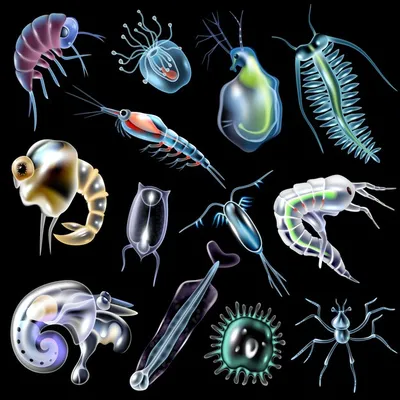 Free Vector | Plankton colored luminescent icons set in cartoon style on  black background isolated illustration