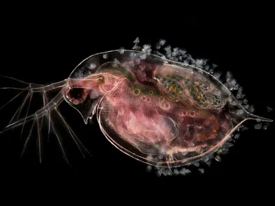 See the microscopic world of plankton in stunning detail