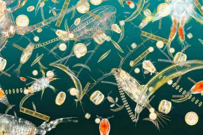 Plankton eBook v. Tom Jackson u. weitere | Weltbild