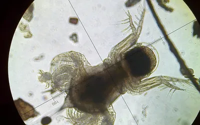 The Importance of Plankton | Biodiversity Galiano