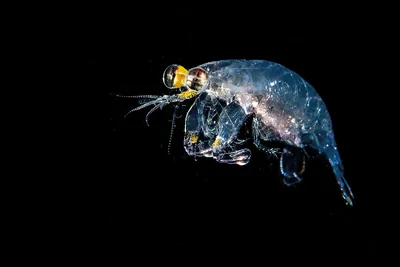 The extraordinary world of plankton - Geographical