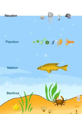 File:Neuston, Plankton, Nekton, Benthos.jpg - Wikipedia