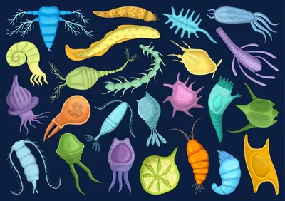 Plankton diverse water organism free floating Vector Image