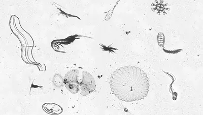 Plankton - Definition and Examples - Biology Online Dictionary