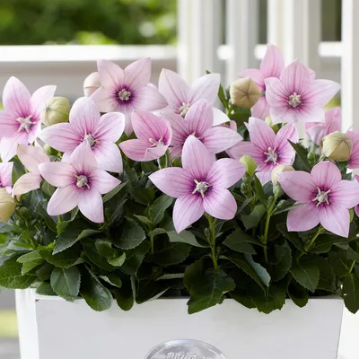 Платикодон крупноцветковый Астра F1 Розовый Platycodon grandiflorus Astra  F1 Pink - купить семена цветов с доставкой по Украине в магазине Добродар