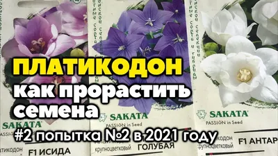 Платикодон крупноцветковый Hakone White - Платикодон - GardenPlants