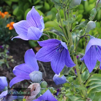 Семена цветов :: Горшечные :: Платикодон :: Платикодон крупноцветковый  Астра / Astra Blue семена