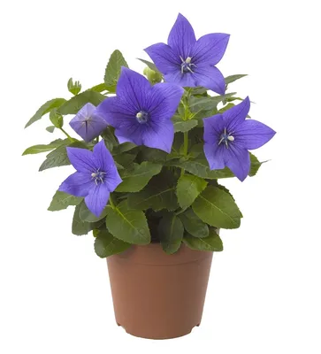 Платикодон крупноцветковый Pop star Blue - Платикодон - GardenPlants