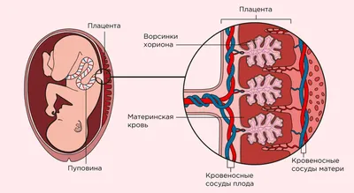 Низкая плацента при беременности: чем опасна и как рожать - статья  репродуктивного центра «За Рождение»