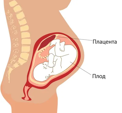 Плацента и развитие плода - плакат (ID#1838294481), цена: 31 ₴, купить на  Prom.ua