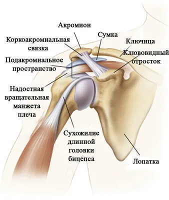 Одна плечо и рука женщины чуть-чуть согнули на локте Стоковое Фото -  изображение насчитывающей космос, висеть: 69348020