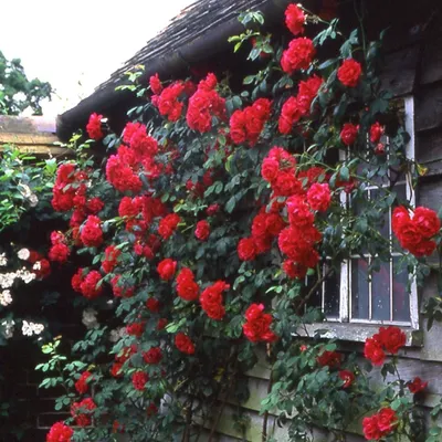 🌹Плетистая роза в ландшафтном дизайне сада🌳 Любые розы по время цветения  красивы и эффектны, но плетистые — втройне😍 Очарование цветущег… | Garden,  Sidewalk, Flo