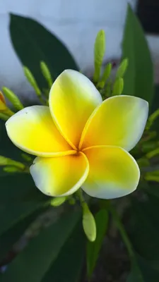 Плюмерия Frangipani Цветок - Бесплатное фото на Pixabay - Pixabay