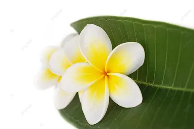 Плюмерия (Plumeria) или Франжипани с рукотворными цветами | Злата и  комнатные растения | Дзен