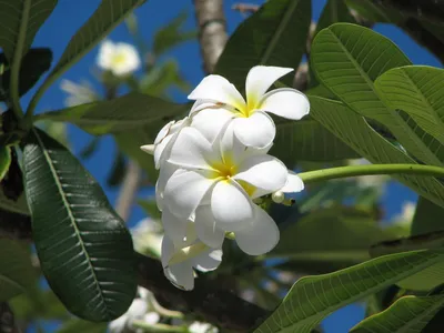 Plumeria Rubra MIXED COLORS (Плюмерия): купить 5 семян c доставкой почтой  🌸 Адениум дома