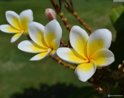 Плюмерия (Plumeria) — описание, выращивание, фото | на LePlants.ru