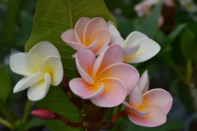 Plumeria. Плюмерия. PNG. | Цветок, Фото цветов, Экзотические цветы