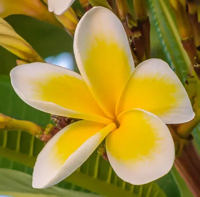 Плумерия, плюмерия — Plumeria описание и уход на FloralWorld.ru