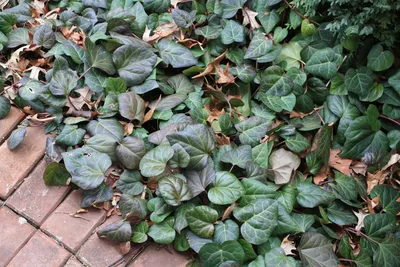 Hedera helix 'Hibernica', Плющ обыкновенный 'Гиберника'|landshaft.info