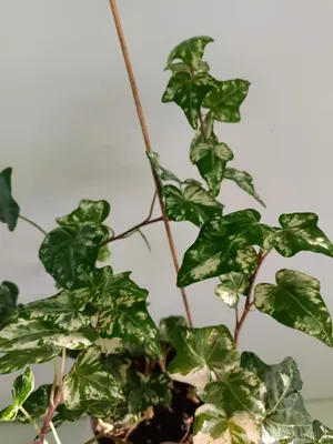 Плющ обыкновенный (Hedera helix)