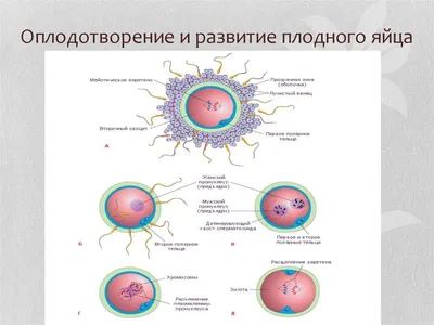 Беременность 7-8 недель при аномалии развития матки (полной перегородке)