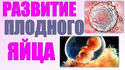 Это точно плодное яйцо ?у вас увидели его на 4 акушерской неделе ? -  Советчица