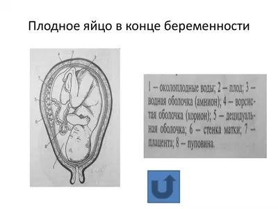 Самопроизвольный аборт: симптомы, диагностика, лечение самопроизвольного  аборта – Гинекологическое отделение – Государственная больница НКЦ №2 (ЦКБ  РАН)