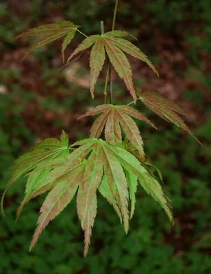 Фотокаталог растений: Клён ложноплатановый (Acer pseudoplatanus)