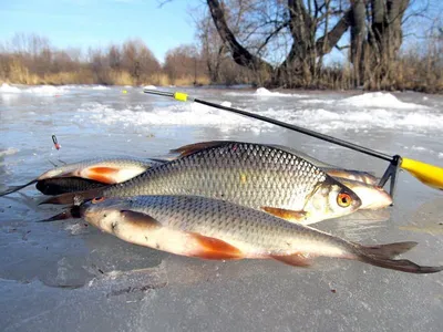 Плотва (Rutilus rutilus) - sharkseafoods.com