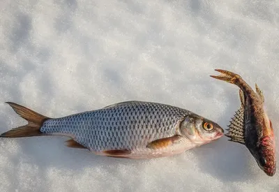 Вяленая плотва икряная - Fishmarket - магазин рыбы и морепродуктов