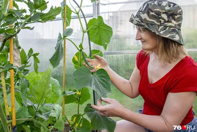 🐛🍅Чем болеют огурцы в теплице – и чем их опрыскать. Чем опрыскать огурцы