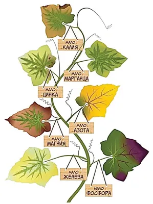 Желтеют листья огурцов в теплице и открытом грунте: что делать, чем  подкормить | ivd.ru