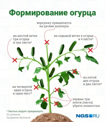 Желтеют листья огурцов в теплице: что делать и как лечить