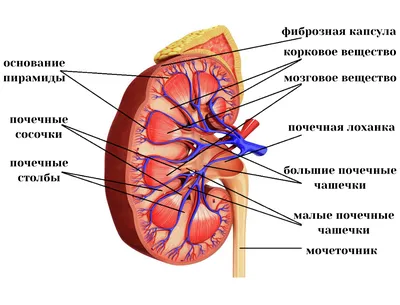 Строение почки | Жизнь такая разная | Дзен