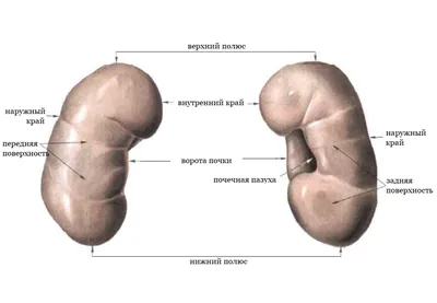 Строение почки | Жизнь такая разная | Дзен