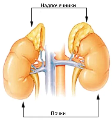 Здоровье почек - ГБУЗ ЯНАО