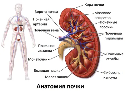 Почки свиные с доставкой | Интернет-магазин vkustro.ru