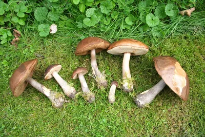 Подберёзовик (Leccinum scabrum) фото и описание