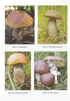 🍄 Подберезовик обыкновенный (Leccinum scabrum) — Съедобные и условно  съедобные грибы, описание, фото | LePlants.ru