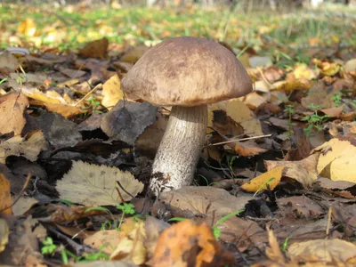 Leccinum scabrum, Подберезовик обыкновенный